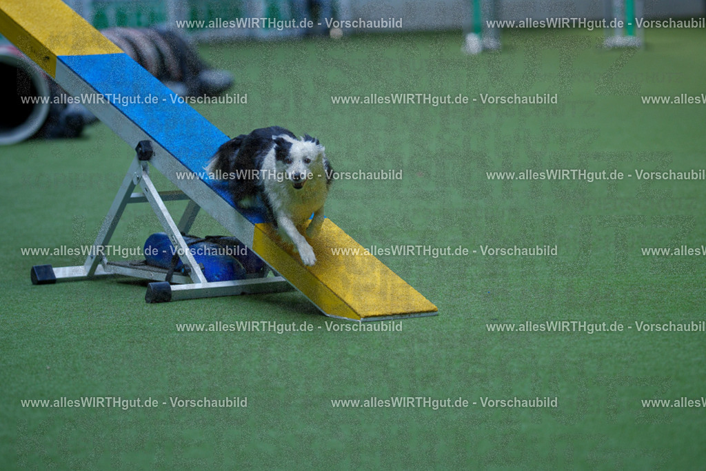 @allesWIRTHgut_Tierfotografie - www.allesWIRTHgut.de - 2604251349-7R504105 | Professionelle Tierfotografie in Mönchengladbach von Daniel Wirth (allesWIRTHgut). Liebevolle & natürliche Bilder von Hunden & Katzen für unvergessliche Erinnerungen.