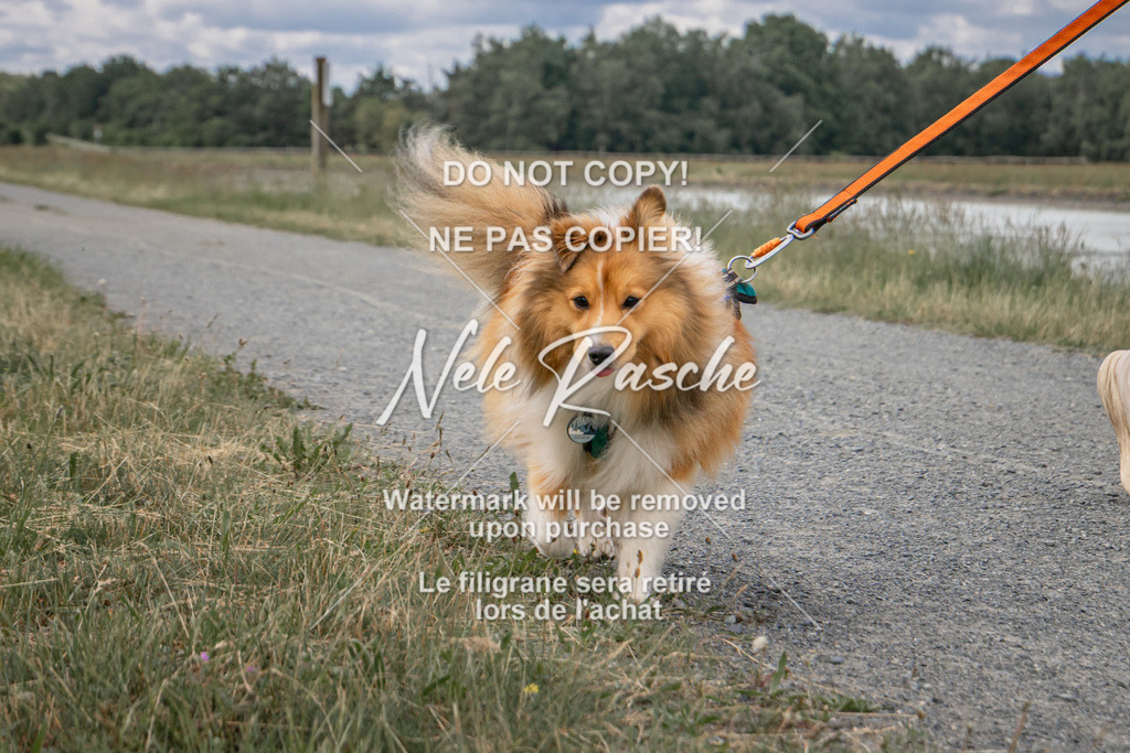 nelerasche_BuHu2026_SaCC1100-1200_116 | nelerasche