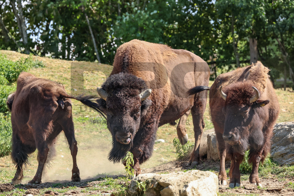 Bisons at Tierpark Herberstein // Bisons im Tierpark Herberstein | Bisons at Tierpark Herberstein in Styria, Austria. The scene shows the powerful animals in their enclosure and highlights their impressive appearance, calm presence and natural behavior in the zoo environment. // Bisons im Tierpark Herberstein in der Steiermark, Österreich. Die Szene zeigt die kraftvollen Tiere in ihrem Gehege und hebt ihr eindrucksvolles Erscheinungsbild, ihre ruhige Präsenz und ihr natürliches Verhalten im Tierpark hervor. - Realisiert mit Pictrs.com