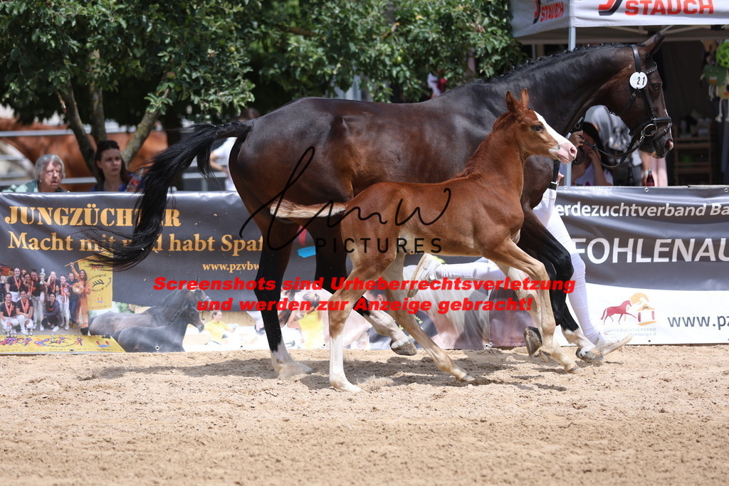 Fohlenschau_Schwäbisch_Hall_springbetonte_Fohlen_KN 21_13 | lmwpictures - Realisiert mit Pictrs.com