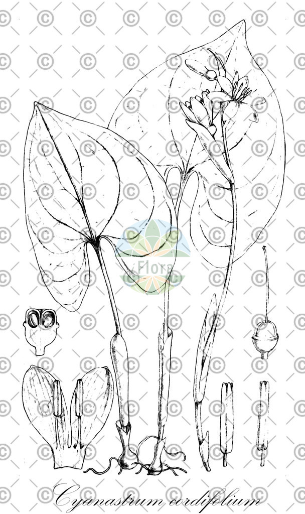 HistAbb_wfo-0000764848_479_ENZY_Simple | Historische Abbildung von Cyanastrum cordifolium - Tecophilaeaceae | Historical Illustration of Cyanastrum cordifolium - Tecophilaeaceae
