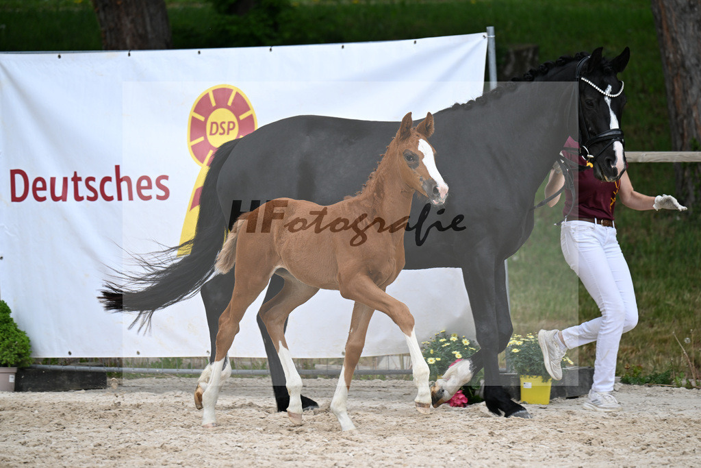 Kat-Nr. 19 SF Viva Vitalis x Asgards Ibiza_Roos_24260967 | hf-fotografie - Realisiert mit Pictrs.com