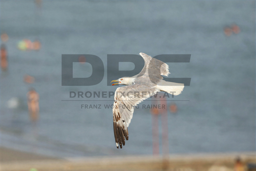 Yellow-legged Gull (Larus michahellis) | Yellow-legged Gull (Larus michahellis), a large gull species commonly found along Mediterranean coasts, rocky shorelines, harbours and coastal areas. - Realisiert mit Pictrs.com