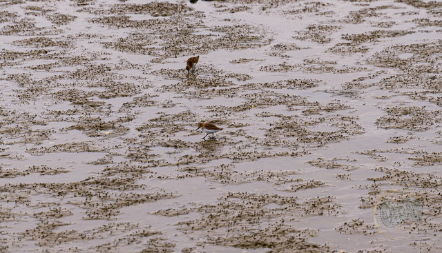 _DSC2907-2 | Shop für Prints Landschaftsfotografie Sächsische Schweiz Naturfotografie in Thüringen Fotos vom Findlingspark Nochten Kloster Sankt Marienstern Bilder Festung Königstein PanoramaRhododendronpark Kromlau FotogalerSchleswig-Holstein Küstenlandschaften