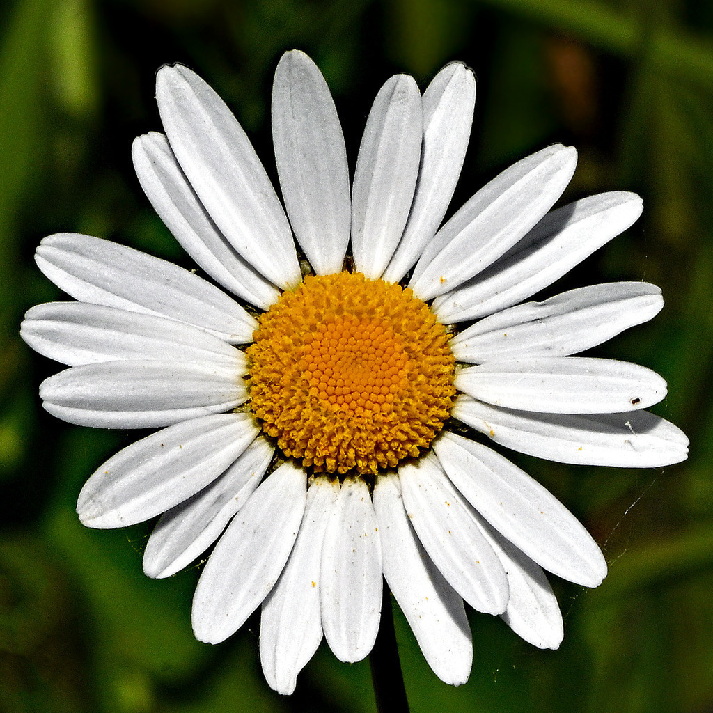 Wiesen-Margerite01q | lucisnaturbilder - Realisiert mit Pictrs.com