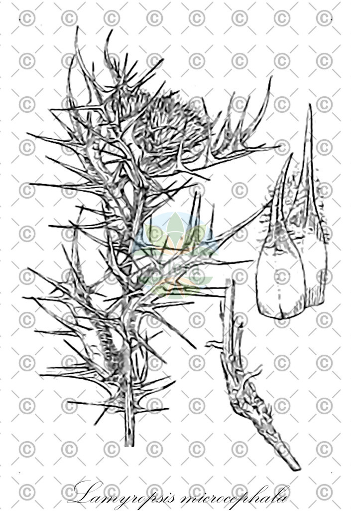 HistAbb_wfo-0001140026_1_ENZY_Simple | Historische Abbildung von Lamyropsis microcephala - Asteraceae | Historical Illustration of Lamyropsis microcephala - Asteraceae