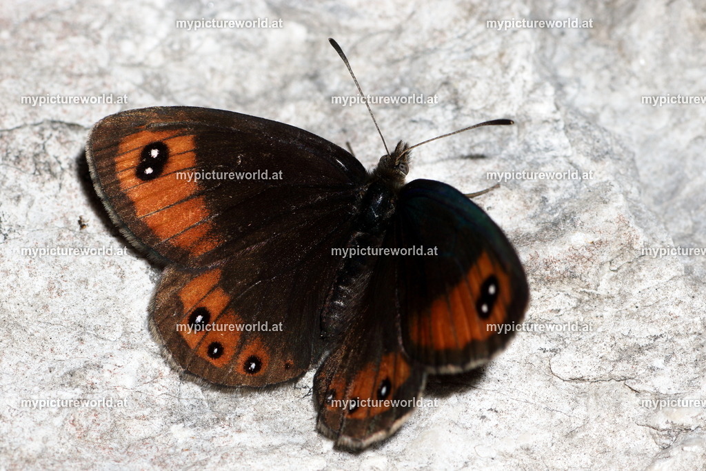 Erebia stirius-001 | Das Bilderarchiv über Tiere, Planzen und Landschaften. In der Bilddatenbank finden Sie ein große Auswahl an hochwertigen Bilder für Ihre Werbung - Realisiert mit Pictrs.com