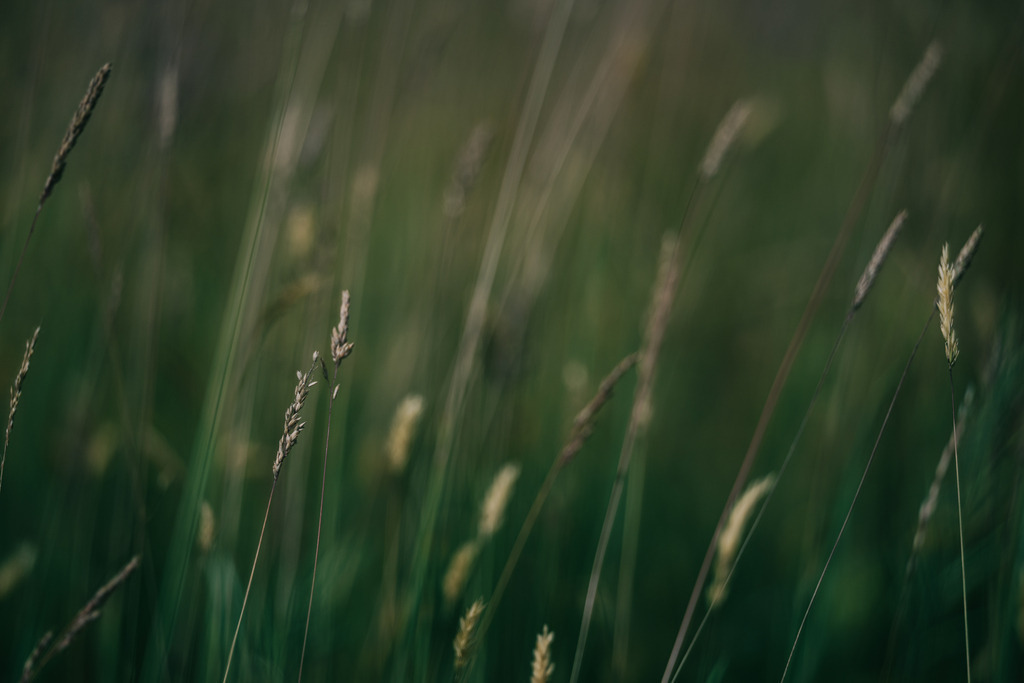 Gräser | Simone Sonderegger Photography