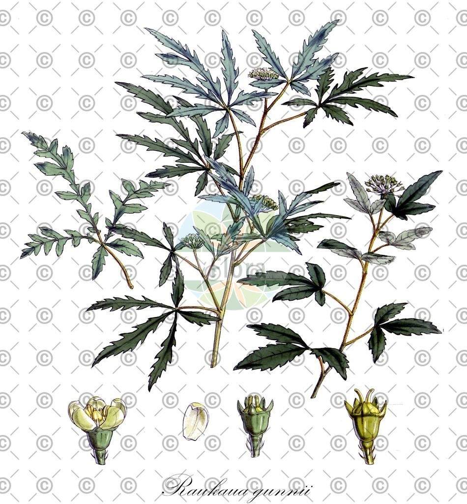 HistAbb_wfo-0000509912_1_ENZY_Simple | Historische Abbildung von Raukaua gunnii - Araliaceae | Historical Illustration of Raukaua gunnii - Araliaceae