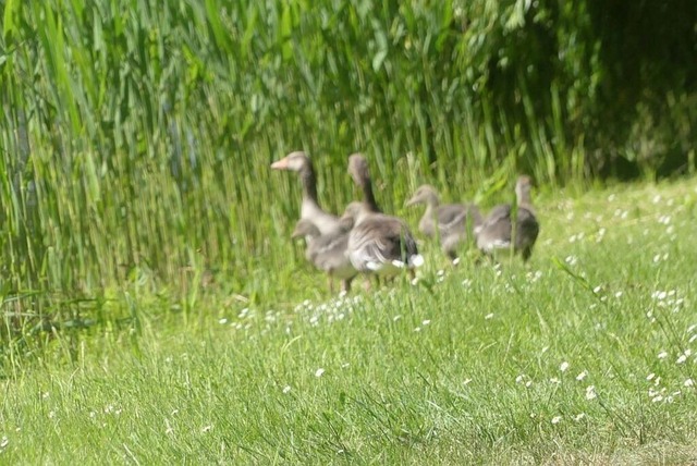 Graugänse (1)VSB | Verkauf von Fotos und  Videoclips zumThema Natur.Motive sind Pflanzen, Tiere, Landschaftenund Wetter - Realisiert mit Pictrs.com