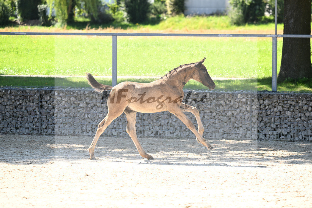 Kat-Nr. 12 Cadeau Noir x Royal Classic_HF_Lechner_26250143 | hf-fotografie - Realisiert mit Pictrs.com