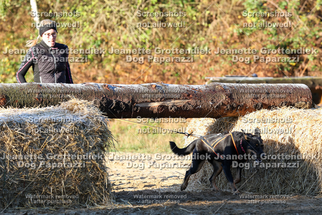 Dog Paparazzi - Strongdog 10-25-730 | Dog Paparazzi Jeanette Grottendiek Fotografie & Videografie - Realisiert mit Pictrs.com