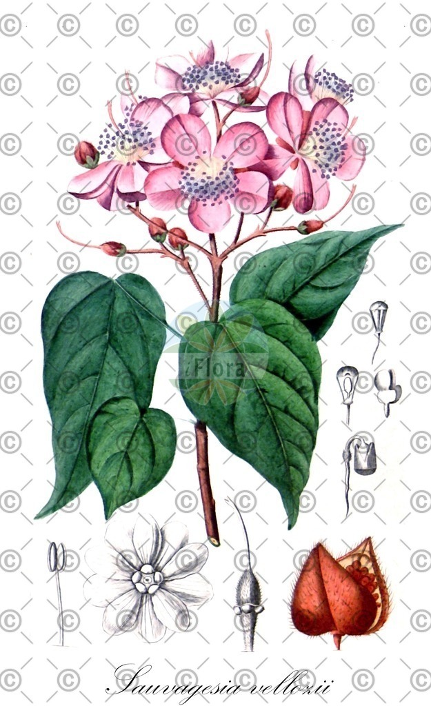 HistAbb_wfo-0000305170_1_ENZY_Simple | Historische Abbildung von Sauvagesia vellozii - Ochnaceae | Historical Illustration of Sauvagesia vellozii - Ochnaceae