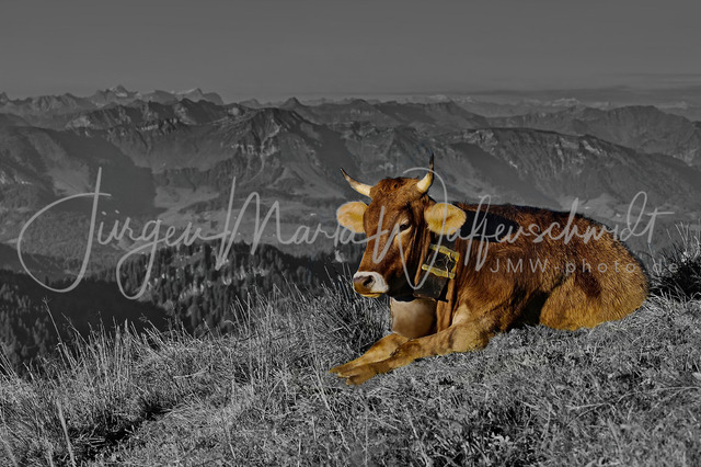 1081728_Kuh Berge_JWA_om_240_SWB | Sonderedition in SW und Farbe