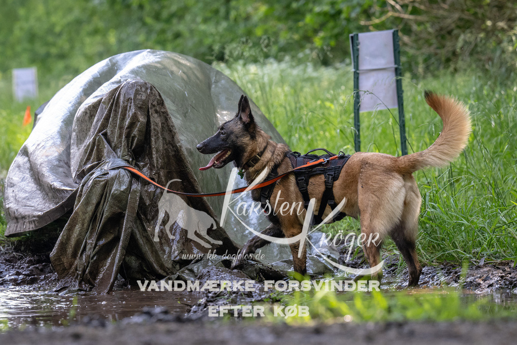 1157_ZZ90467 | kk-dogfotos