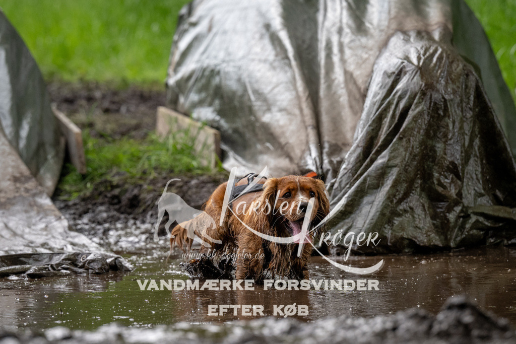 1501_ZZ91553 | kk-dogfotos