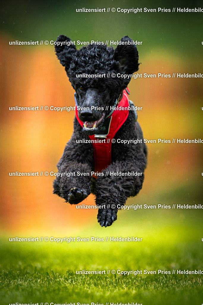 Sven Pries | 2025-09-21 - Hunderennen Baden-Oos - Realisiert mit Pictrs.com