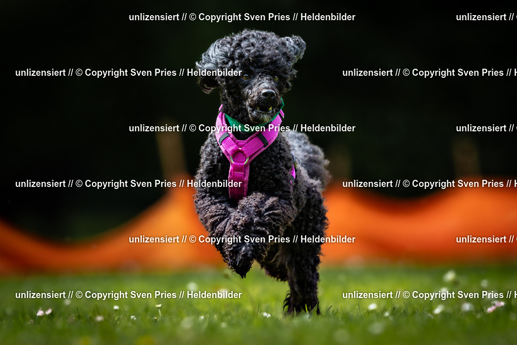 Sven Pries | 2026-05-14 - Hunderennen KA Durlach Vatertag 2026 - Realisiert mit Pictrs.com