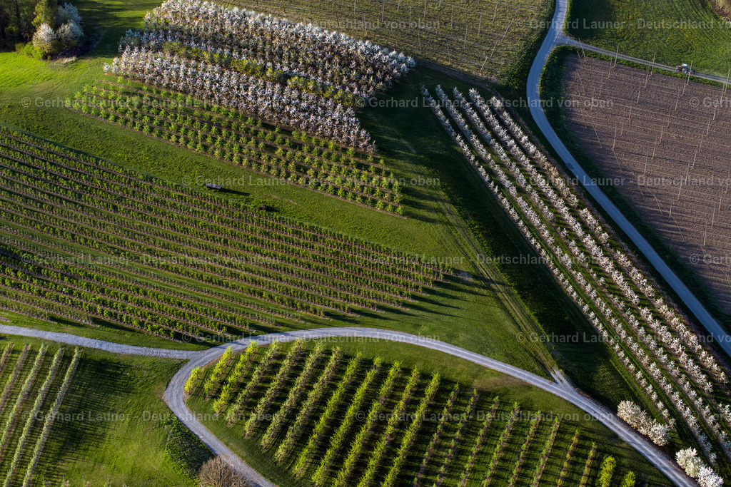 4024702 | MECKENBEUREN 15.04.2020 Baumreihen einer Obstanbau- Plantage auf einem Feld im Ortsteil Meckenbeuren in Meckenbeuren im Bundesland Baden-Württemberg, Deutschland. // Rows of trees of fruit cultivation plantation in a field in the district Meckenbeuren in Meckenbeuren in the state Baden-Wuerttemberg, Germany. Foto: Gerhard Launer