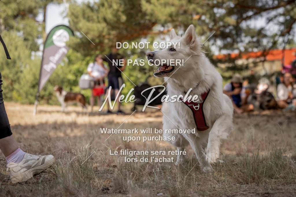 nelerasche_soDD2_206 | nelerasche