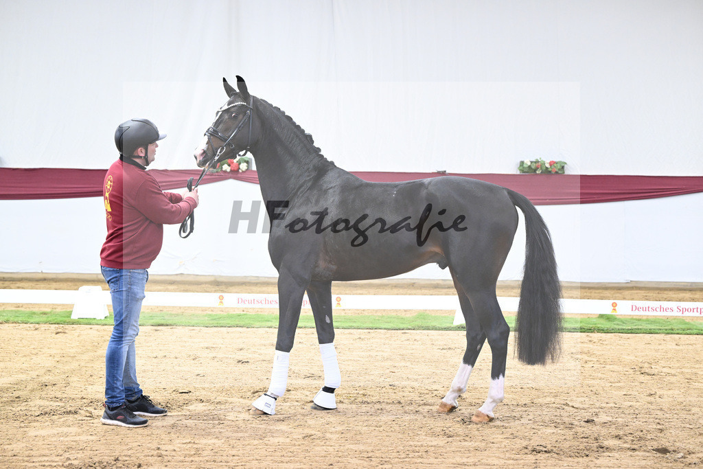 Kat-Nr. 33 Negro x Quaterback_Stefan Holtwiesche_47251111 | hf-fotografie - Realisiert mit Pictrs.com