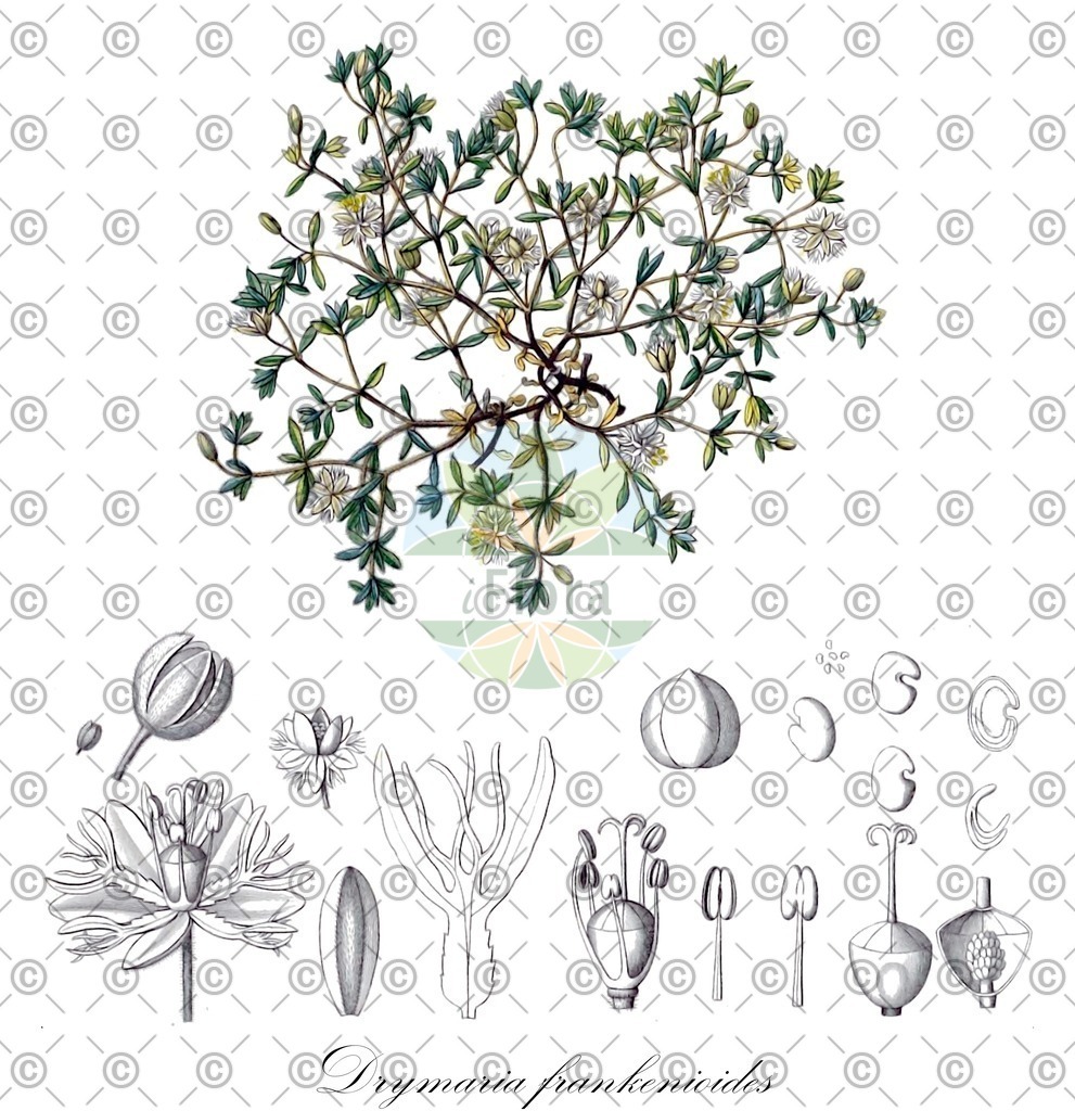 HistAbb_wfo-0000657464_1_ENZY_Simple | Historische Abbildung von Drymaria frankenioides - | Historical Illustration of Drymaria frankenioides - 