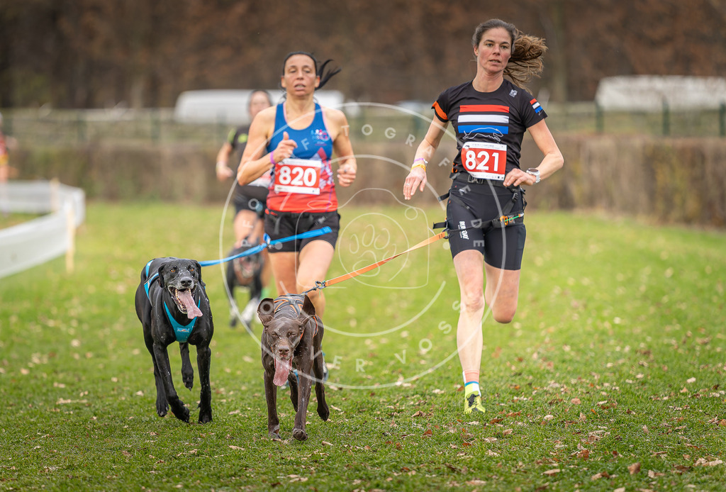 CaniXpix_DV3A6352 | Hundefotografie, Tierfotograf, Pfotenfotografie, Fotoshooting Hund, Hunde Portrait, Hundesport, Hundeportraits, Heideshooting, Hunde, Sportfotograf, Hundefotograf, Turnierhundsport, THS,  - Realisiert mit Pictrs.com