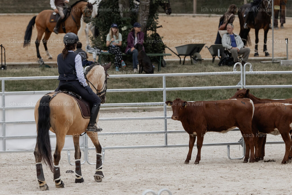 WE__Stoib_Rinder_PI2025_2983 | Pferd International München 2025