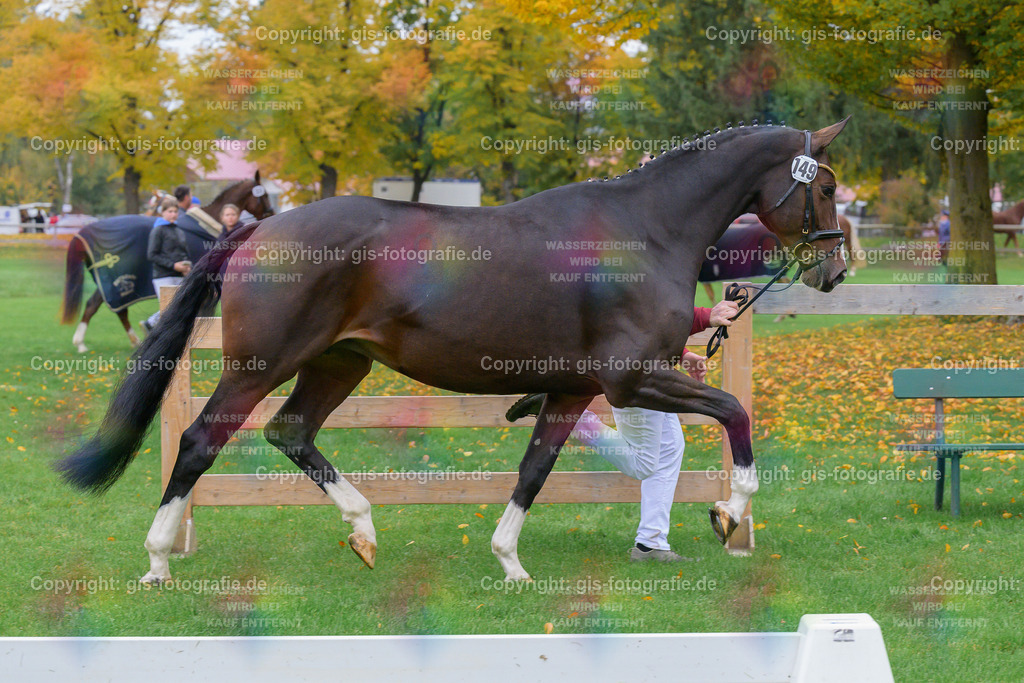 149_Antoninette_v.Mochito__Schwaiganger_251018_07_gis | gis-fotografie