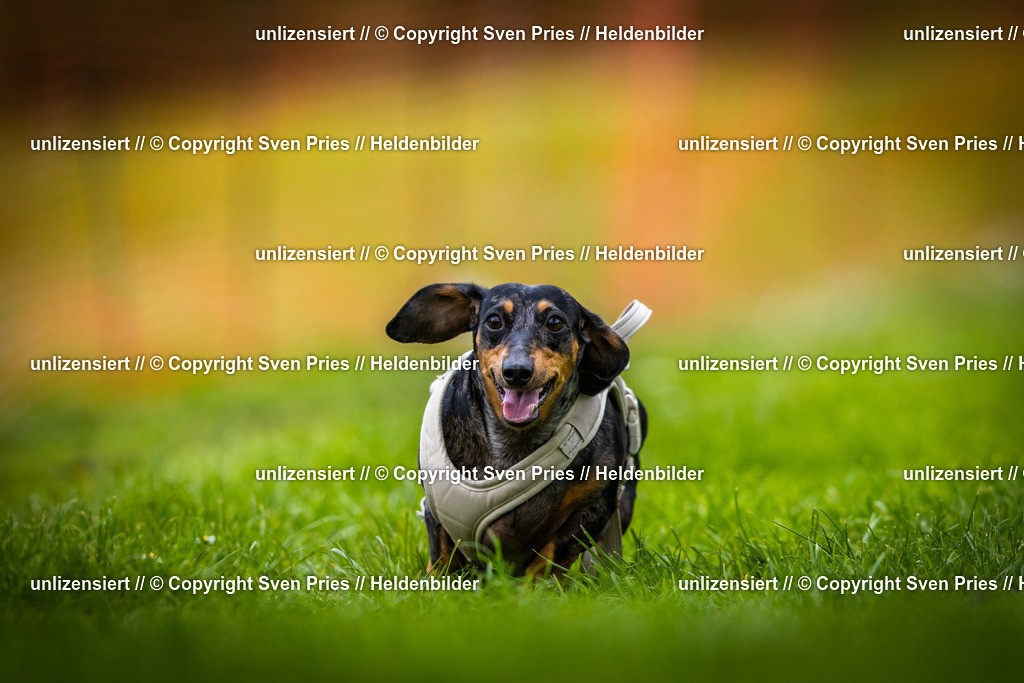 Sven Pries | 2025-04-13 - Hunderennen Baden-Baden - Realisiert mit Pictrs.com