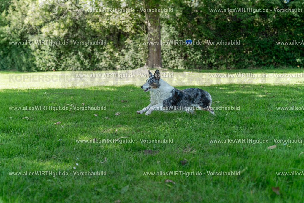 Hundeschwimmen_Volksbad_2026-allesWIRTHgut_Tierfotografie-2609061320-7R500639 | Professionelle Tierfotografie in Mönchengladbach von Daniel Wirth (allesWIRTHgut). Liebevolle & natürliche Bilder von Hunden & Katzen für unvergessliche Erinnerungen.