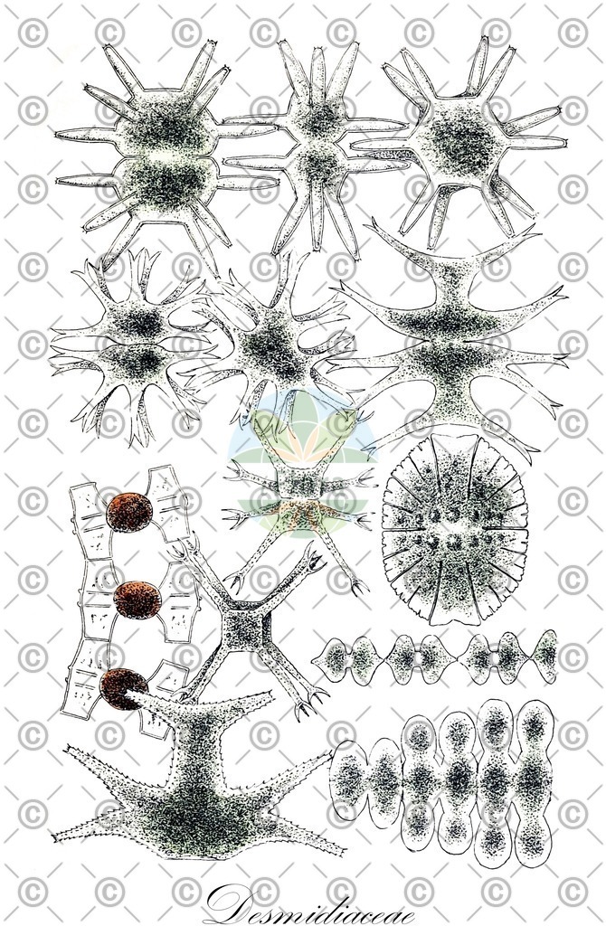HistAbb_623X8_5_ENZY_Simple | Historische Abbildung von Desmidiaceae - Desmidiaceae (0) | Historical Illustration of Desmidiaceae - Desmidiaceae (0)