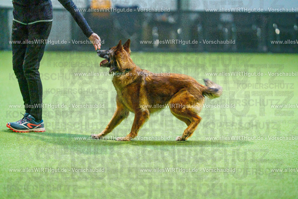 7R500949 | Professionelle Tierfotografie in Mönchengladbach von Daniel Wirth (allesWIRTHgut). Liebevolle & natürliche Bilder von Hunden & Katzen für unvergessliche Erinnerungen.