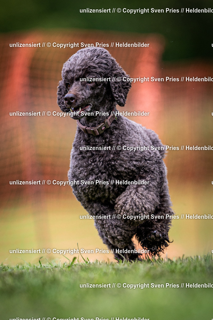 Sven Pries | 2024-04-21 - Hunderennen Baden-Oos
Foto: Sven Pries - Realisiert mit Pictrs.com