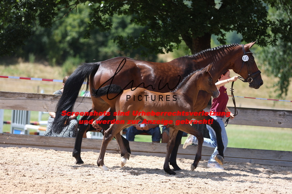 Fohlenschau_Schwäbisch_Hall_springbetonte_Fohlen_KN 32_3 | lmwpictures - Realisiert mit Pictrs.com