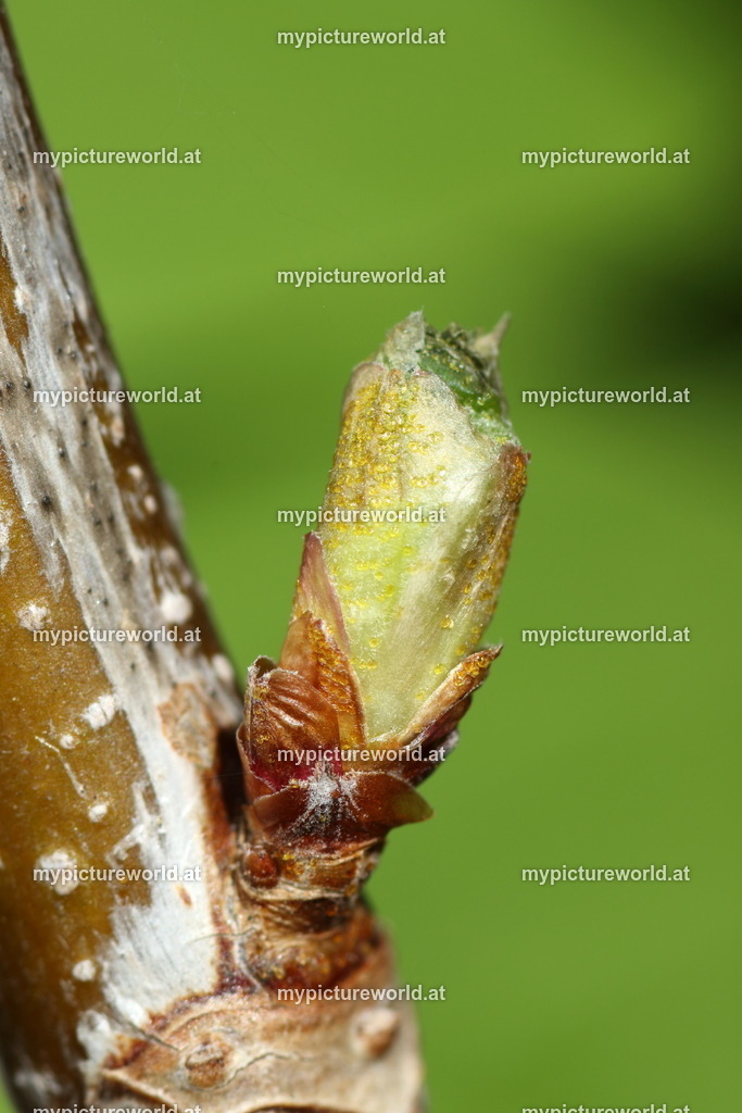 Schwarze Johannisbeere-001 | Das Bilderarchiv über Tiere, Planzen und Landschaften. In der Bilddatenbank finden Sie ein große Auswahl an hochwertigen Bilder für Ihre Werbung - Realisiert mit Pictrs.com