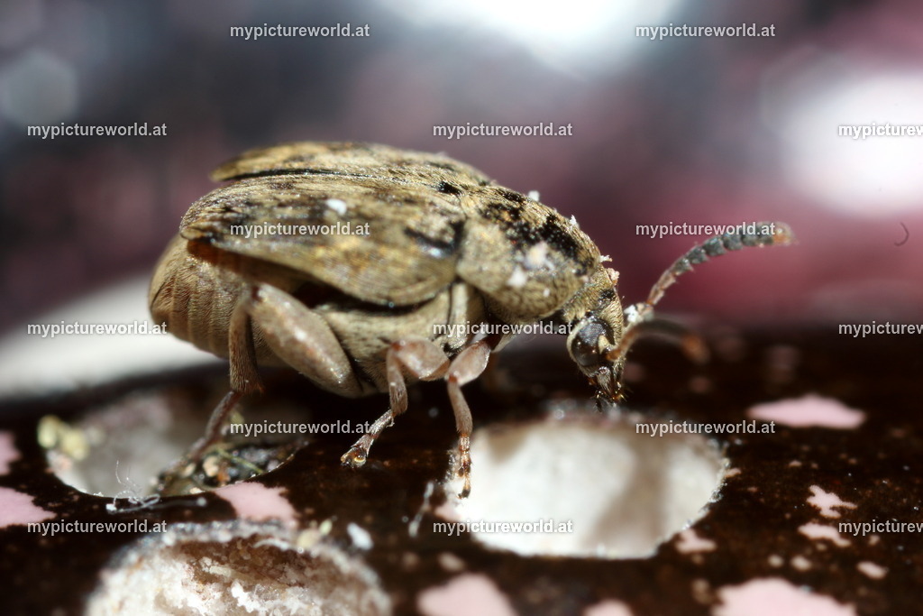 Acanthoscelides obtectus-004 | Das Bilderarchiv über Tiere, Planzen und Landschaften. In der Bilddatenbank finden Sie ein große Auswahl an hochwertigen Bilder für Ihre Werbung - Realized with Pictrs.com