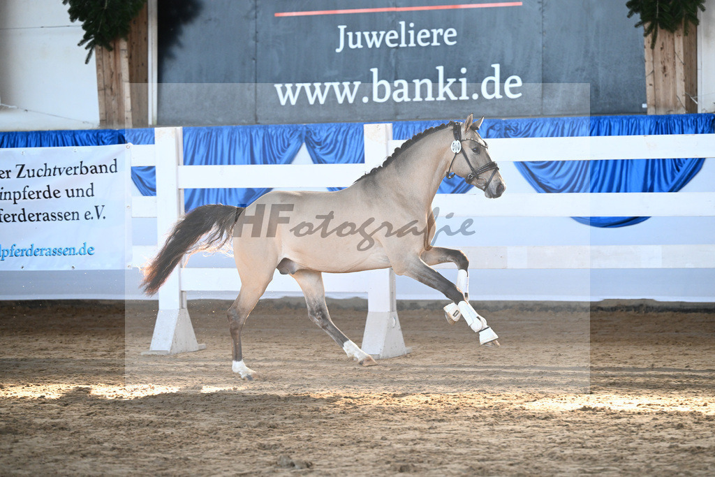 Kat-Nr. 10 Gentleman M v. Gold Garant_Meyer_9260236 | hf-fotografie - Realisiert mit Pictrs.com