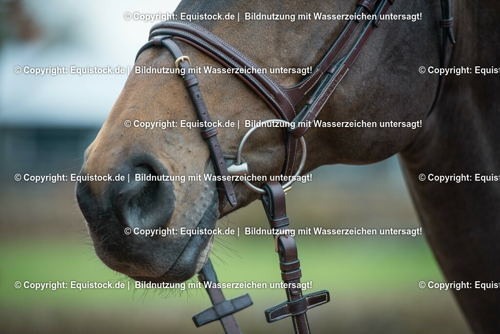 20160226_Codex_One_0006 | equistock