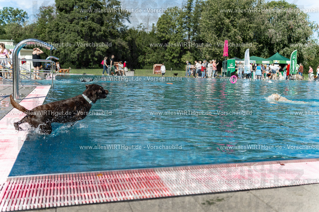 Hundeschwimmen_Volksbad_2026-allesWIRTHgut_Tierfotografie-2609061156-110623-7R509972 | Professionelle Tierfotografie in Mönchengladbach von Daniel Wirth (allesWIRTHgut). Liebevolle & natürliche Bilder von Hunden & Katzen für unvergessliche Erinnerungen.