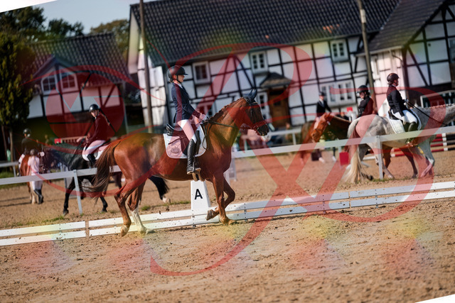 2026_10_03_Siefer-Hof_123434_Z63_52777477 | Professionelle Reitsport-, Turnier- und Eventfotografie von Robert Broda. Galerien mit ausgewählten und bearbeiteten Bildern direkt online ansehen und bestellen.