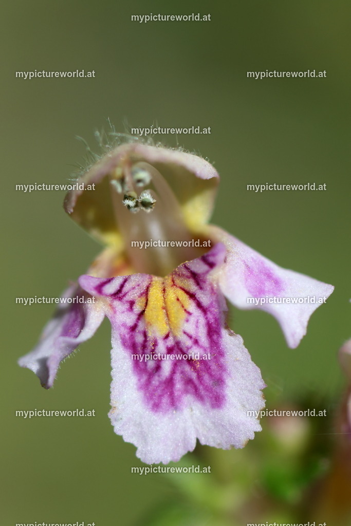 Weichhaariger Hohlzahn-002 | Das Bilderarchiv über Tiere, Planzen und Landschaften. In der Bilddatenbank finden Sie ein große Auswahl an hochwertigen Bilder für Ihre Werbung - Realisiert mit Pictrs.com