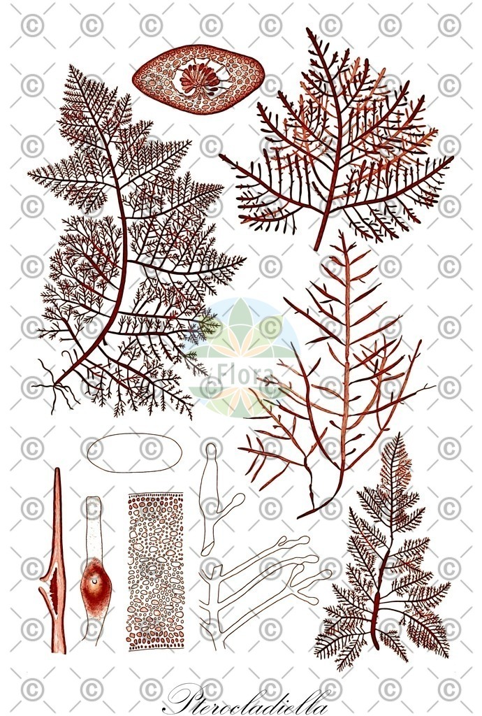 HistAbb_wfo-0000482217_1_ENZY_Simple | Historische Abbildung von Pterocladiella - Pterocladiaceae (0) | Historical Illustration of Pterocladiella - Pterocladiaceae (0)