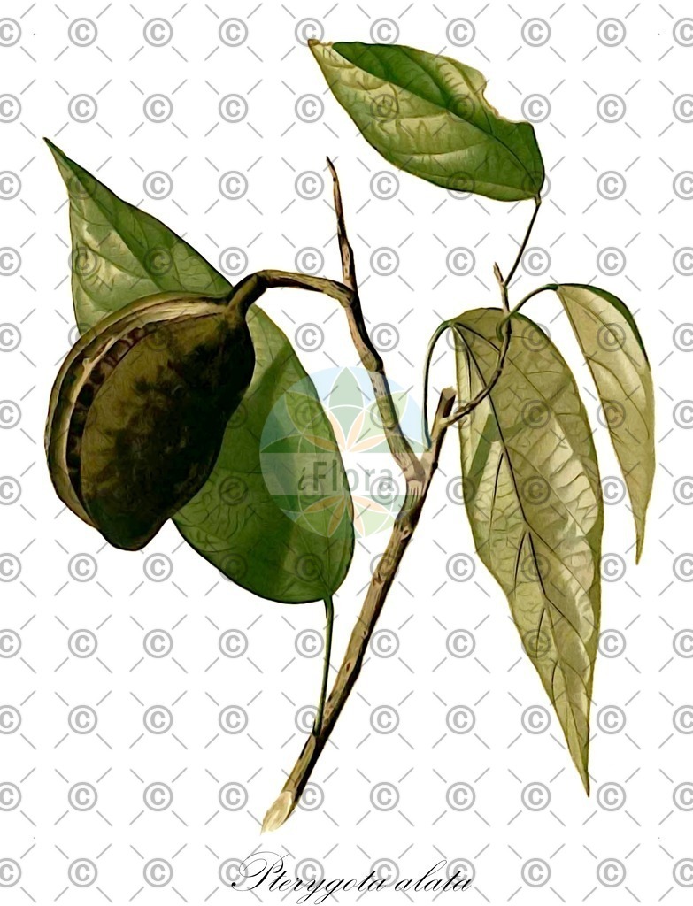 HistAbb_wfo-0001171705_1_ENZY_Simple | Historische Abbildung von Pterygota alata - Malvaceae | Historical Illustration of Pterygota alata - Malvaceae