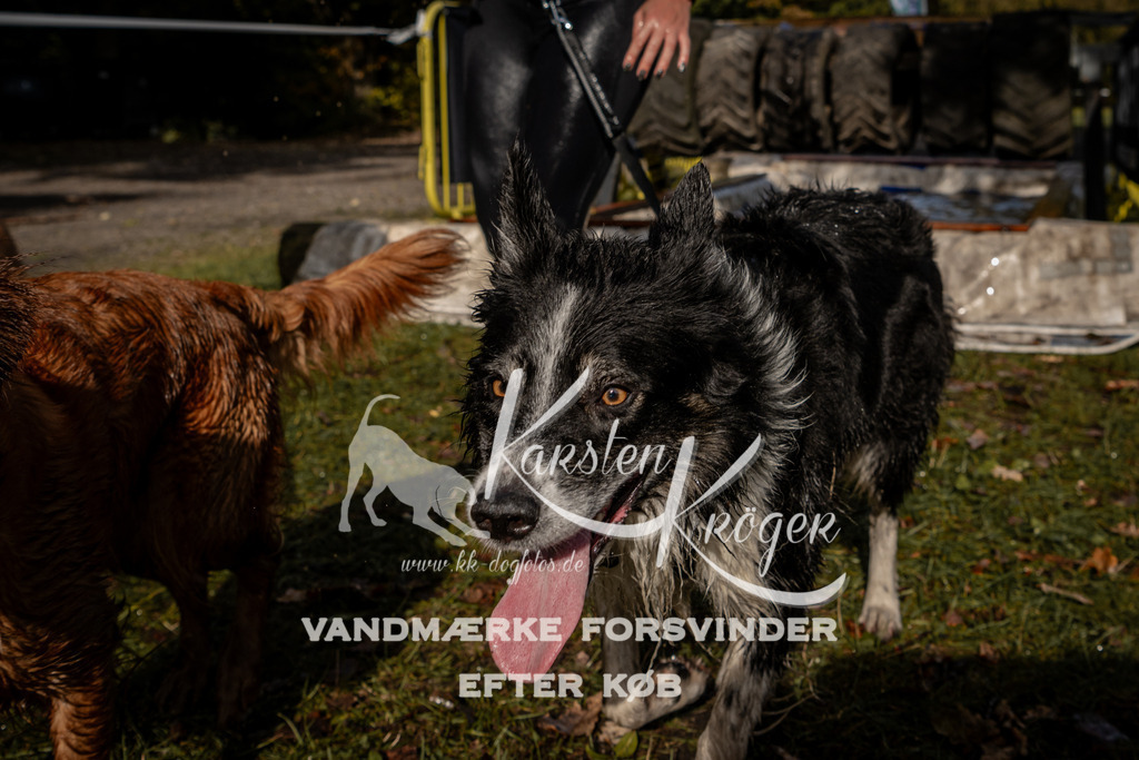 1303_ZZ91789 | kk-dogfotos