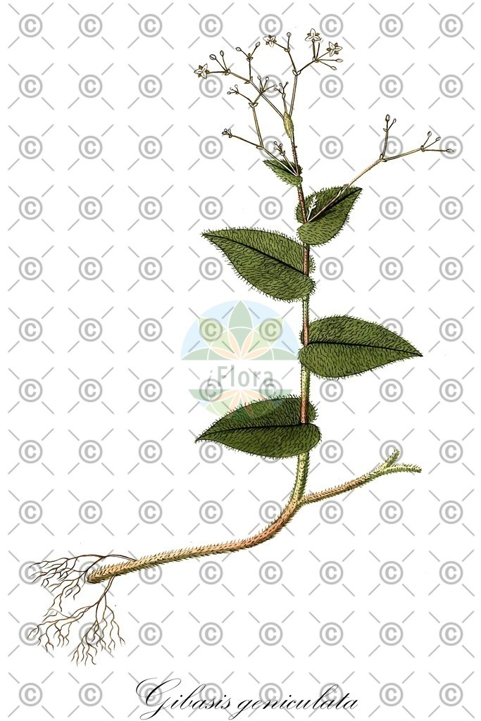 HistAbb_wfo-0000011928_1_ENZY_Simple | Historische Abbildung von Gibasis geniculata - Commelinaceae | Historical Illustration of Gibasis geniculata - Commelinaceae