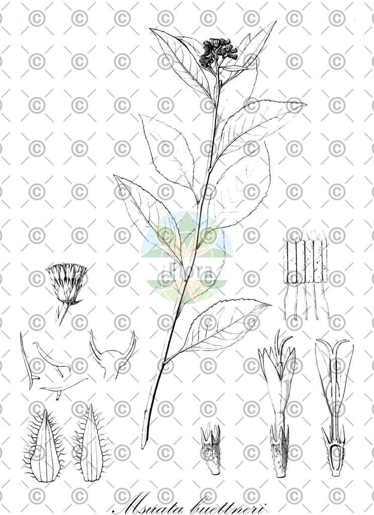 HistAbb_wfo-0000207073_1_ENZY_Simple | Historische Abbildung von Msuata buettneri - Asteraceae | Historical Illustration of Msuata buettneri - Asteraceae