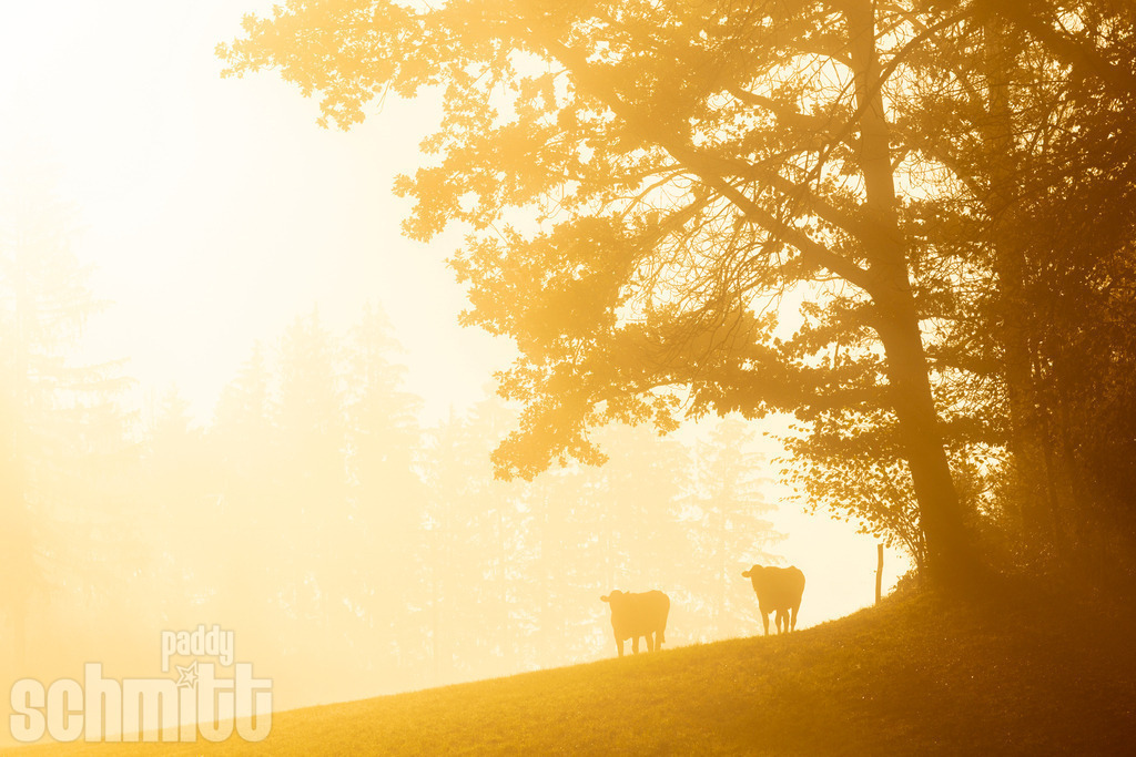 PS-Tiere-2026-83 | Entdecke die größte Bildgalerie der Region mit Fotografien aus dem Allgäu, der Bodenseeregion, Oberschwaben, dem Donautal und der Schwäbischen Alb. Landschaften, Luftaufnahmen und Reisefotografie als Wandbild und Fotokunst. - Realisiert mit Pictrs.com