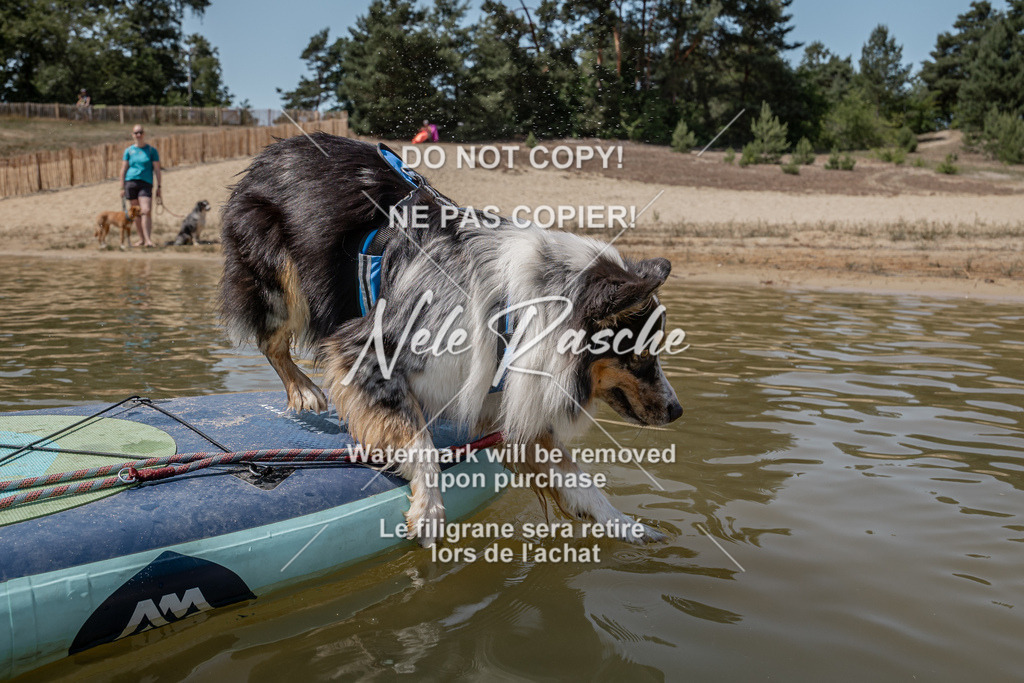 nelerasche_saSUP1_377 | nelerasche