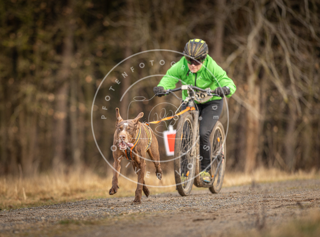 DV3A3473 | Hundefotografie, Tierfotograf, Pfotenfotografie, Fotoshooting Hund, Hunde Portrait, Hundesport, Hundeportraits, Heideshooting, Hunde, Sportfotograf, Hundefotograf, Turnierhundsport, THS,  - Realisiert mit Pictrs.com